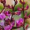 Lablab purpureus, flowers