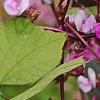 Lablab purpureus, flowers