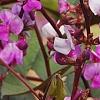 Lablab purpureus, flowers