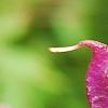 Lablab purpureus, fruit