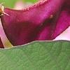 Lablab purpureus, fruit