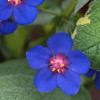 Anagalis monellii 'Sky Lover', flowers