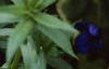 Anagalis monellii 'Sky Lover', flowers
