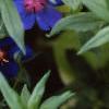 Anagalis monellii 'Sky Lover', flowers