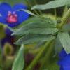 Anagalis monellii 'Sky Lover', flowers