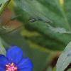 Anagalis monellii 'Sky Lover', flowers