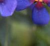 Anagalis monellii 'Sky Lover', flowers