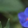 Anagalis monellii 'Sky Lover', flowers