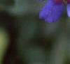 Anagalis monellii 'Sky Lover', flowers