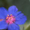 Anagalis monellii 'Sky Lover', flowers