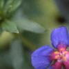 Anagalis monellii 'Sky Lover', flowers