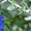 Anagalis monellii 'Sky Lover', flowers