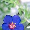 Anagalis monellii 'Sky Lover', flowers