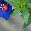 Anagalis monellii 'Sky Lover', flowers