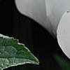 Cyclamen 'Laser White', habit