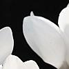 Cyclamen 'Laser White', habit