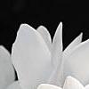 Cyclamen 'Laser White', habit