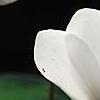Cyclamen 'Laser White', habit