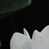 Cyclamen 'Laser White', habit