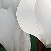 Cyclamen 'Laser White', habit