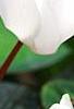 Cyclamen 'Laser White', habit