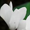 Cyclamen 'Laser White', habit