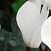 Cyclamen 'Laser White', habit