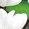 Cyclamen 'Laser White', habit
