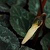 Cyclamen 'Laser White', habit
