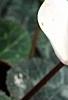 Cyclamen 'Laser White', habit