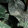Cyclamen 'Laser White', habit