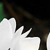 Cyclamen 'Laser White', habit