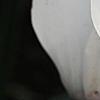 Cyclamen 'Laser White', flowers