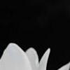 Cyclamen 'Laser White', flowers