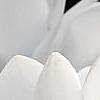 Cyclamen 'Laser White', flowers