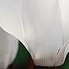Cyclamen 'Laser White', flowers