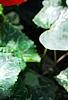 Cyclamen 'Sierra Scarlet', habit