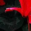 Cyclamen 'Sierra Scarlet', habit