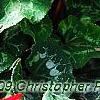Cyclamen 'Sierra Scarlet', habit