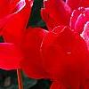 Cyclamen 'Sierra Scarlet', habit