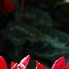 Cyclamen 'Sierra Scarlet', habit