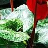 Cyclamen 'Sierra Scarlet', habit