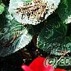 Cyclamen 'Sierra Scarlet', habit