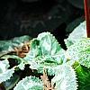 Cyclamen 'Sierra Scarlet', habit