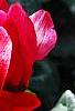 Cyclamen 'Sierra Scarlet', habit