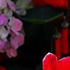 Cyclamen 'Sierra Scarlet', habit