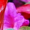 Cyclamen 'Sierra Scarlet', flowers