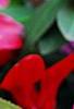 Cyclamen 'Sierra Scarlet', flowers