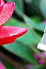 Cyclamen 'Sierra Scarlet', flowers