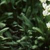 Dodecatheon meadia, habit